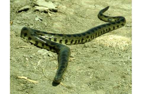 Por medio de ADN se confirmó que existen cuatro especies de anaconda