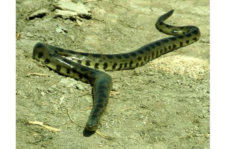Por medio de ADN se confirmó que existen cuatro especies de anaconda