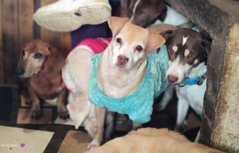 Animales abandonados por viejos encuentran hogar gracias a un refugio en Antioquia