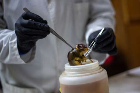 Venezuela confirma tres muertes por hantavirus, pero hace llamado a la calma