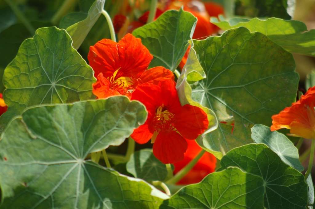 Originaria de los Andes, combina belleza ornamental con un gran valor gastronómico