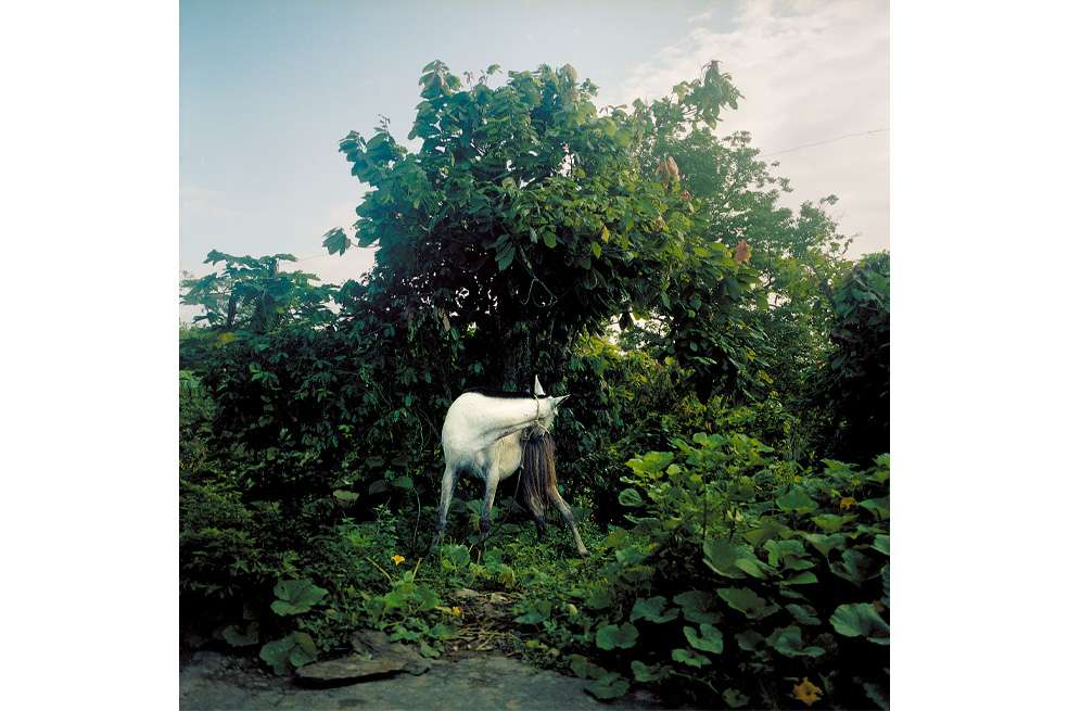 Temporada de mangos
