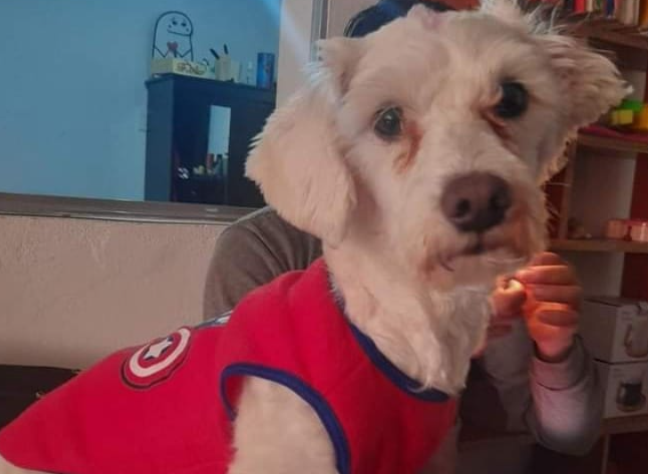 Perro con camisa roja mira a la cámara.