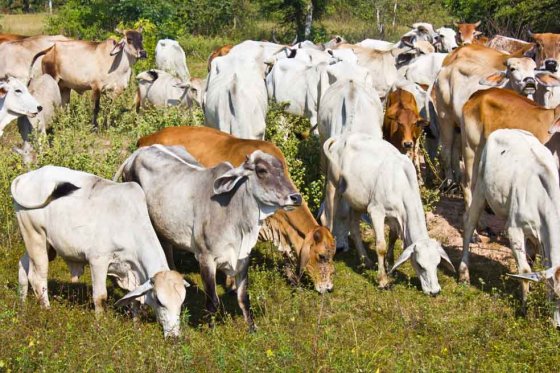 Los ganaderos vienen denunciando el incremento del robo de animales en todo el país. / Archivo El Espectador