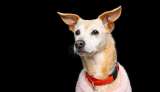 Vivió el abandono y casi muere: Mona busca un hogar para pasar su vejez