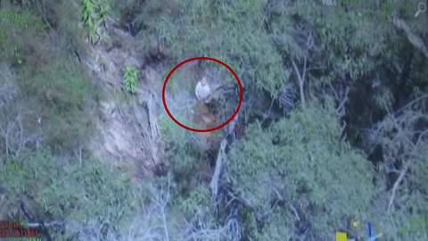 Niño con autismo sobrevivió  tres días luego de perderse en monte australiano