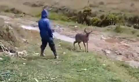 Autoridades ambientales investigan presunta caza de venado cola blanca en Santander