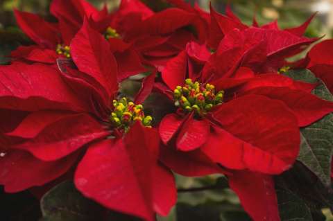 Estas plantas navideñas representan un riesgo para la salud de las mascotas