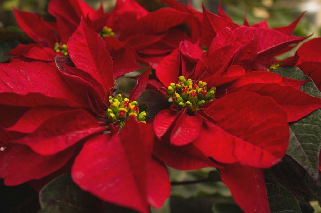 Plantas de navidad
