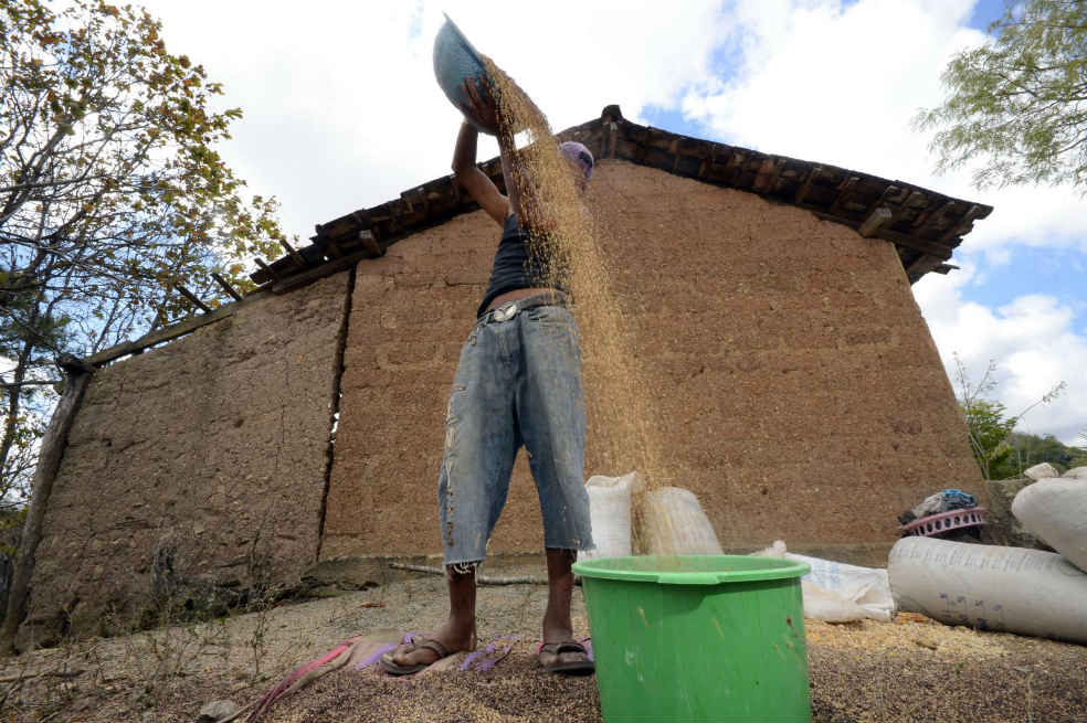 En las actividades agrícolas en Nicaragua se incluye la limpieza de las semillas. / Neil Palmer (CIAT)