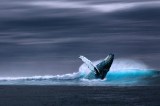 Radican proyecto para acabar con fenómenos como la “ballena azul”