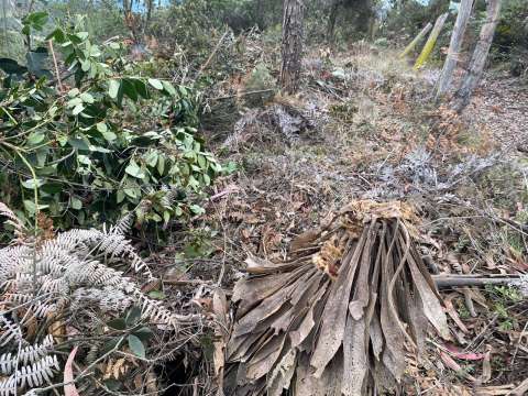 Denuncian ecocidio en Tenjo: árboles nativos y frailejones fueron talados