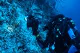 La expedición que exploró los corales del fondo del mar Caribe