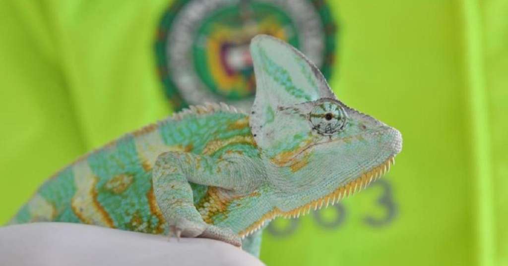 La iniciativa busca contrarrestar el tráfico de flora y fauna silvestre en los 116 municipios del departamento y la ciudad de Bogotá.