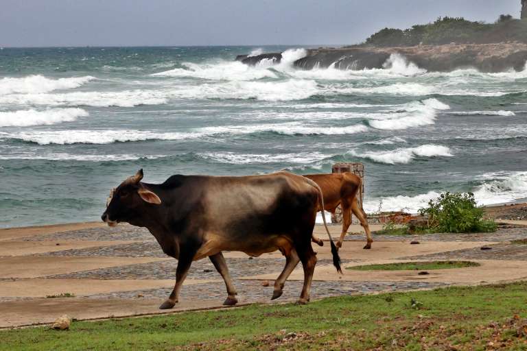 AME2734. SANTIAGO DE CUBA (CUBA), 28/10/2025.- Fotografía de vacas frente al mar este martes, en Santiago de Cuba (Cuba). Tras su paso por la isla, se prevé que Melissa cruce el sureste de Cuba el miércoles y llegue a las Bahamas el jueves. EFE/ Ernesto Mastrascusa