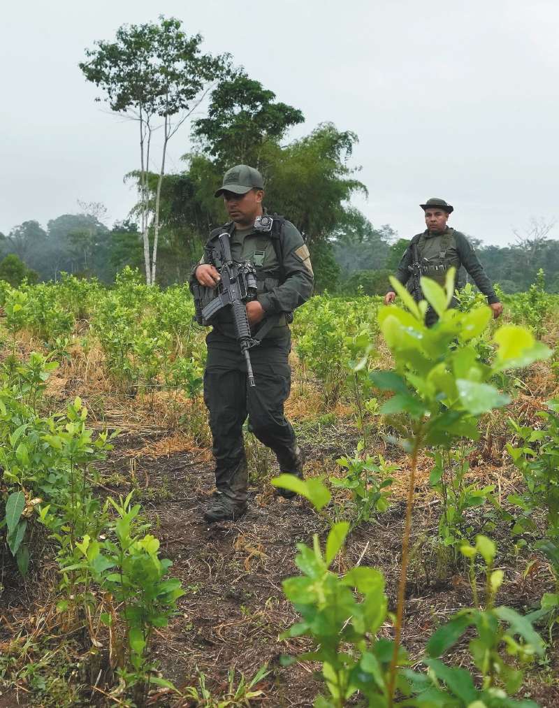 Según el Simci de Naciones Unidas, en 2020 (medición más reciente) había 143.000 hectáreas de hoja de coca sembradas en Colombia. Imagen de La Hormiga, Putumayo.