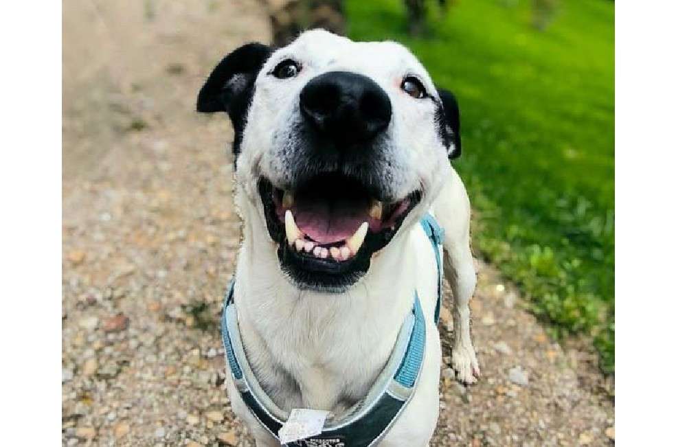 Rescatado de las calles, Zeus busca un hogar donde pueda vivir la mejor etapa de su vida.