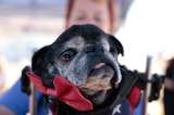 Su perro puede estar en la lista y no lo sabía: aumentan razas con riesgo respiratorio