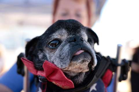 Su perro puede estar en la lista y no lo sabía: aumentan razas con riesgo respiratorio