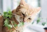 ¿Cuánto tiempo se puede dejar a un gato solo en casa?