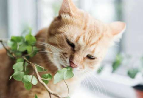 ¿Cuánto tiempo se puede dejar a un gato solo en casa?