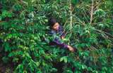 ¿Qué pasa con el trabajo en el campo?