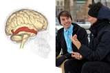 Científicos identifican las neuronas que se ocupan de la entonación