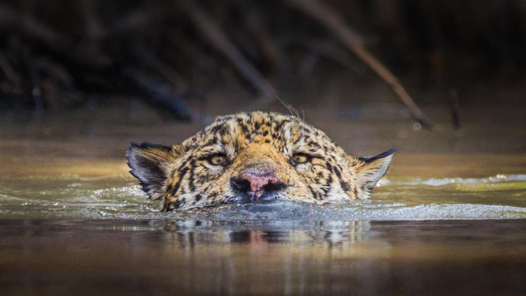 En Uruguay y El Salvador el jaguar se encuentra casi extinto.