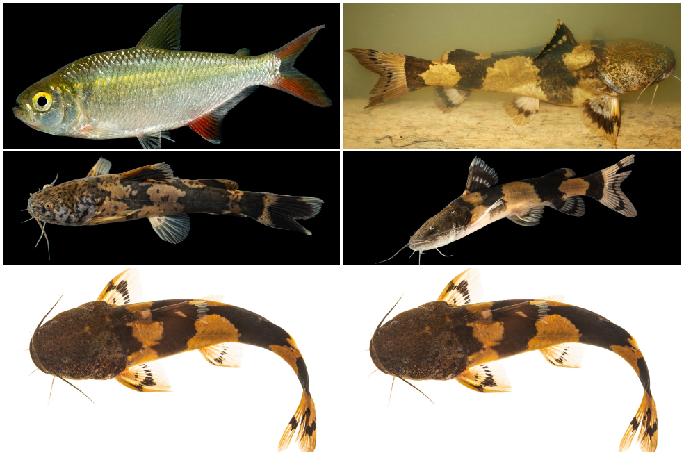 Los peces del río Cauca, un logro para su conservación.