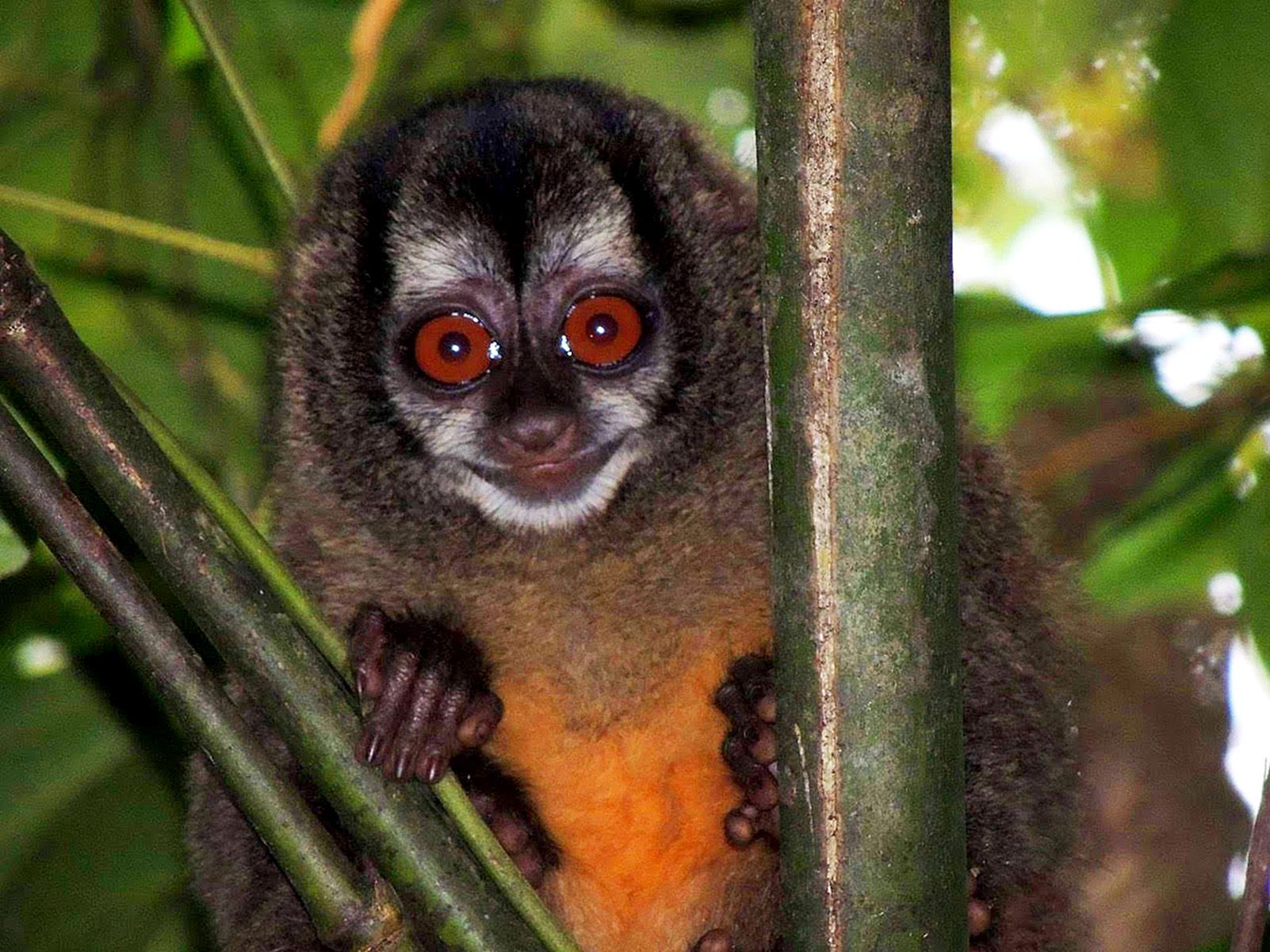 Atlas de Primates