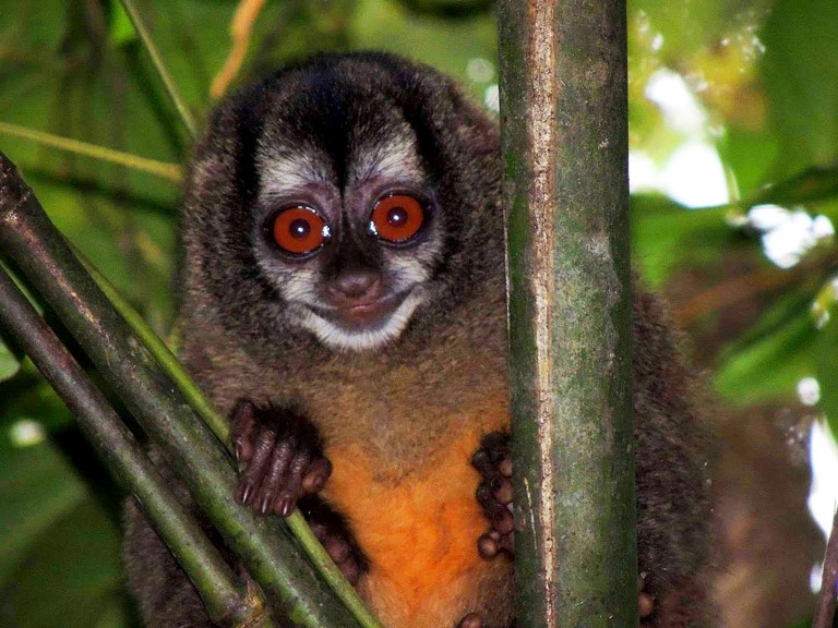 Primates dejarían de vivir en árboles por el cambio climático y la deforestación