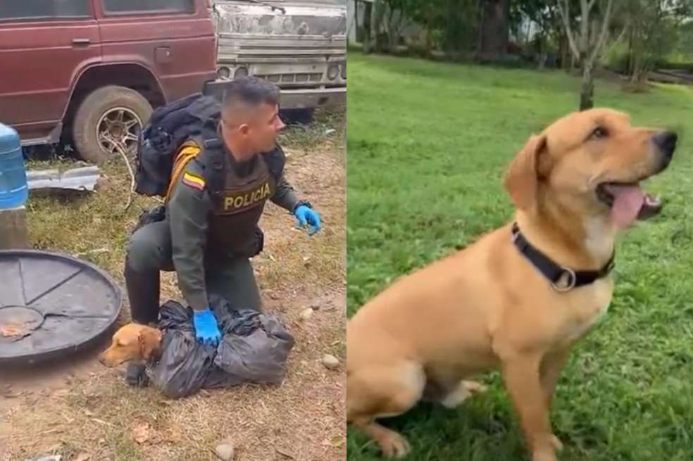 Imagen de Killer, el perro callejero que fue rescatado y auxiliado por la Policía Nacional.