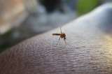 La Zaga: Epidemia de dengue en Cali deja 5 muertos y 2614 casos
