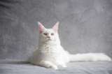 Cuatro cosas que los gatos pueden predecir