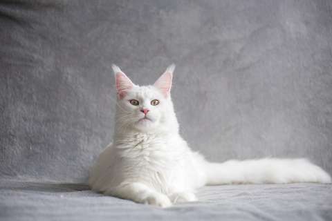 ¿Existe alguna raza de gatos que no maúlle en el mundo?