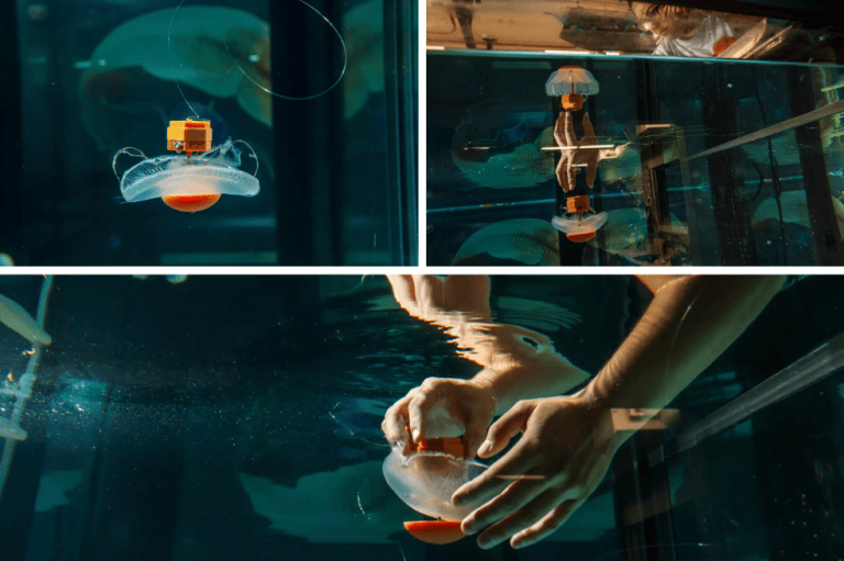 Las imágenes corresponden a un híbrido entre medusa y robot que podría ayudar a los científicos a explorar las profundidades del océano. Estos animales tienen electrodos incrustados en sus cuerpos que envían señales eléctricas que desencadenan contracciones musculares, controlando así sus movimientos. También tienen implantados sensores de temperatura y presión, y una tarjeta SD para almacenar datos. Las medusas no tienen sistema nervioso central ni receptores del dolor, y poseen una gran capacidad regenerativa, lo que las convierte en buenas candidatas para este modelo de cíborg teledirigido. Los investigadores que lo desarrollaron esperan mejorar el diseño para poder utilizarlos en entornos marinos profundos.

Robert Gauthier/ Los Angeles Times vía Getty