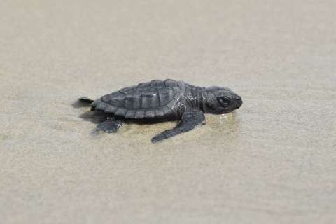 Después de 75 años, vuelven a ver tortugas en peligro de extinción en una isla de EE.UU