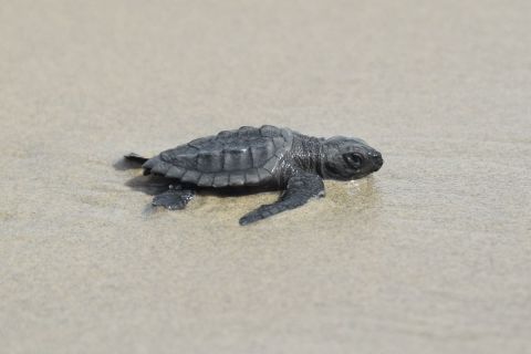 Después de 75 años, vuelven a ver tortugas en peligro de extinción en una isla de EE.UU