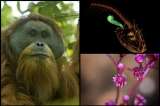 Las nuevas especies más importantes descubiertas el último año