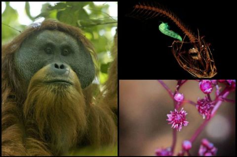 Las nuevas especies más importantes descubiertas el último año