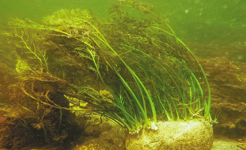 “Marathrum foeniculaceum” adherido a una roca. / Ana M. Bedoya