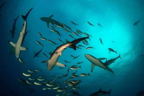 Incluyen a Malpelo en la Lista Verde de Áreas Protegidas y Conservadas del mundo