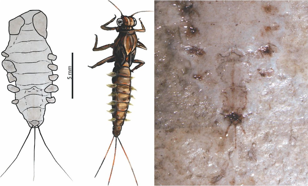 Derecha: ilustración de la mosca de mayo. Izquierda: Fósil correspondiente a la mosca de mayo hallada en La Calera, Cundinamarca. / Foto cortesía de Andrés Alfonso y Edwin Cadena. Ilustración cortesía de Pablo Realpe.