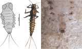Fósiles de insectos de hace 100 millones de años descubiertos en La Calera