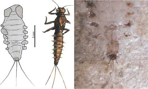 Fósiles de insectos de hace 100 millones de años descubiertos en La Calera