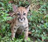En Antioquia: hallan puma cachorro con signos de maltrato animal