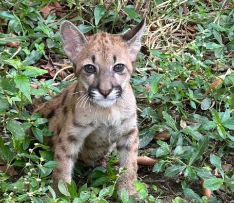 En Antioquia: hallan puma cachorro con signos de maltrato animal