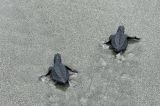 Feria de tortugas marinas y cangrejos azules: así se vivió el día del medio ambiente