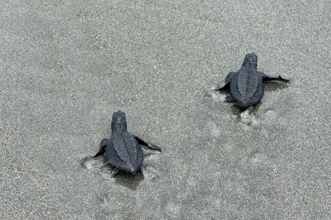 ¿Por qué es necesario llevar a tortugas bebé al océano?