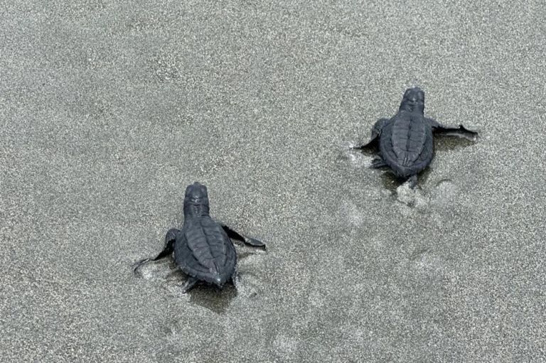 Feria de tortugas marinas y cangrejos azules: así se vivió el día del medio ambiente